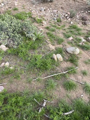 Oncosiphon pilulifer