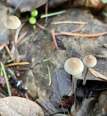Mycena amicta