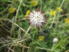 Hypochaeris incana