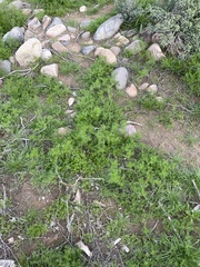 Oncosiphon pilulifer