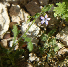 Gilia