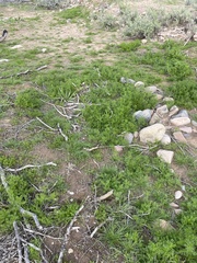 Oncosiphon pilulifer