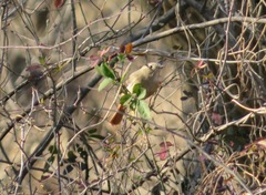 Phoenicurus auroreus