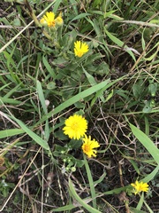 Rayjacksonia phyllocephala