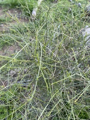Ambrosia salsola