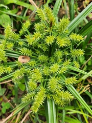 Cyperus meyenianus