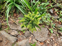 Cyperus meyenianus
