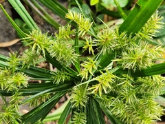 Cyperus meyenianus