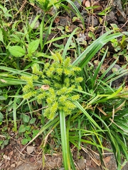 Cyperus meyenianus