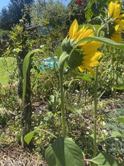 Helianthus annuus