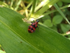 Neolema aulica