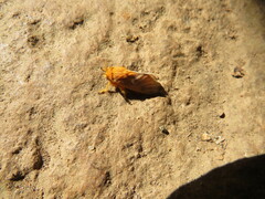 Thoscora