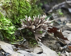 Thelephora anthocephala