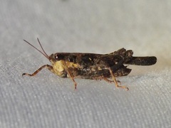 Tettigidea lateralis