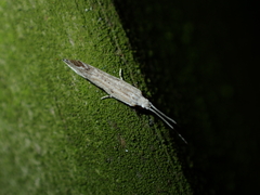 Sagephora phortegella