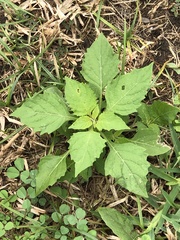 Solanum emulans