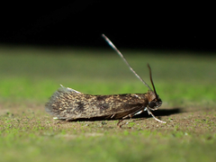 Tineinae