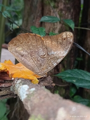 Selenophanes cassiope