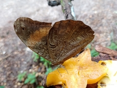 Selenophanes cassiope