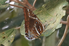 Morpho cisseis