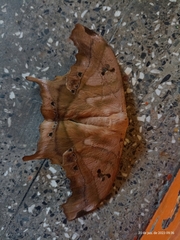 Titaea tamerlan amazonensis