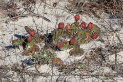 Opuntia austrina
