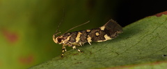 Macrobathra myriophthalma