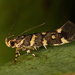 Macrobathra myriophthalma - Photo (c) insectid, algunos derechos reservados (CC BY-NC)