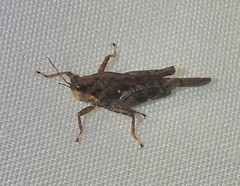 Tettigidea lateralis
