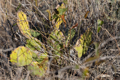 Opuntia stricta