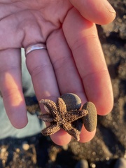 Leptasterias hexactis