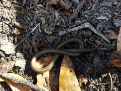 Aprasia striolata