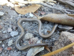 Aprasia striolata