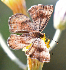 Calephelis bajaensis