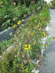Helianthus debilis cucumerifolius