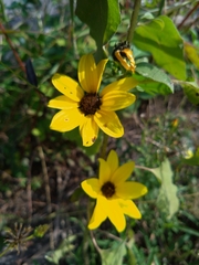 Helianthus debilis cucumerifolius