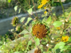 Helianthus debilis cucumerifolius