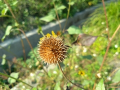 Helianthus debilis cucumerifolius