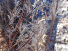 Schizachyrium