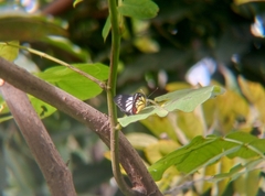 Delias hyparete