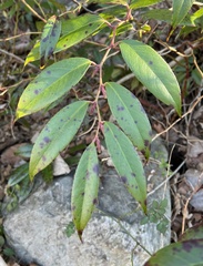 Leucothoe