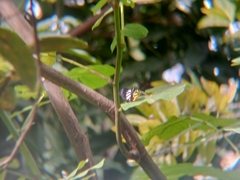 Delias hyparete