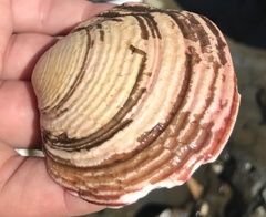 Semele decisa