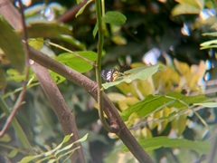 Delias hyparete
