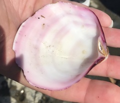 Semele decisa