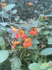 Impatiens capensis