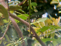 Delias hyparete