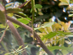 Delias hyparete