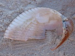 Dinocardium robustum