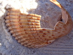 Dinocardium robustum